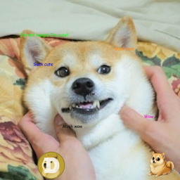 Doge hangout