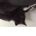 Save all the cats!!!!!!!!!!!!!!!!!!!!!!!!!!!!!!!!!