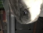 Da funny bunny group