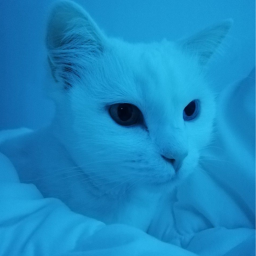 𝓀𝒾𝓉𝓉𝑒𝓃𝓈