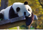 panda panda panda pandas forever