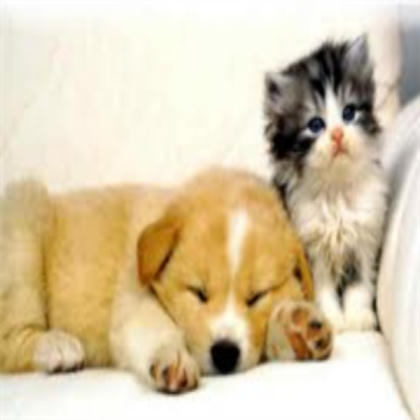 a dog and a cat Roblox decal