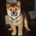 #dogs for life!