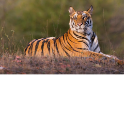 Tigers hangout