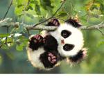 DJ PANDA ROVER