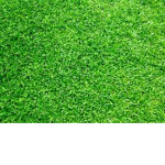 grasssssssssss