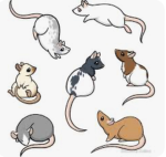 Emperor’s Rat Army