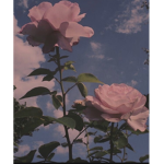ᴇᴠᴇʟʏɴ’s ᴄʟᴏᴛʜᴇs