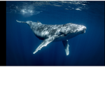 The great blue whales