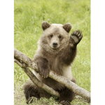 ≠BEARS≠