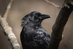 Crow Entertainments
