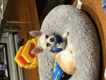 I see you you Chihuahua