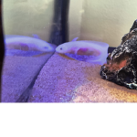 AXOLOTL UKRAIN GROUP