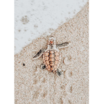 Turtle wurtles!