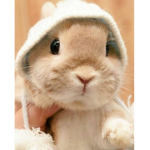 Da_bunny Hangout