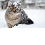 Winterclan!
