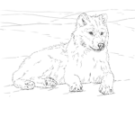 Black wolf dark
