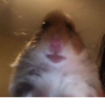 Hamsters Cult