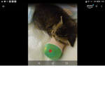 The momory of my pet hero