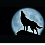 Midnight Soul Wolves