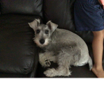 Lulú y grey clan