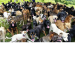 Dogs united is best
