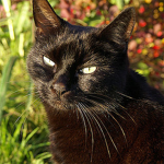 rust and black cat fan club