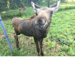 Mooses are cool