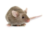 street mice