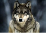 Army of the Wolves