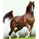 The Stallion Sublime