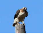 meikhawk