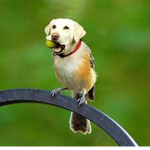 DOGE GALIXY