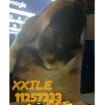 XXILE