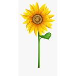 sunflower nation !
