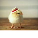 The Little baby chick