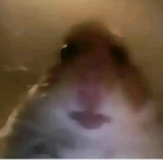 Roblox Gucci Fans