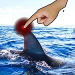 Sharp Shark Studio