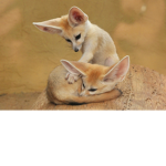 fox united join NOW