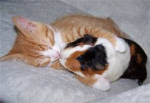 The Official Guinea Pig Fan Club :-D