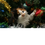 the galaxy kittys!