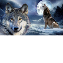 The Wolf Circus