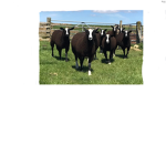 BrYcE's cOoL GrOuP