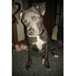 My dog Mika