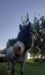 I_Like_Horse