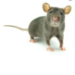 Play join the rat gang