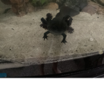 Axolotl@