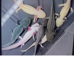 Cool axolotl group :)
