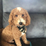 I love puppy’s!