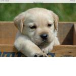 Dogs are awesome!!!